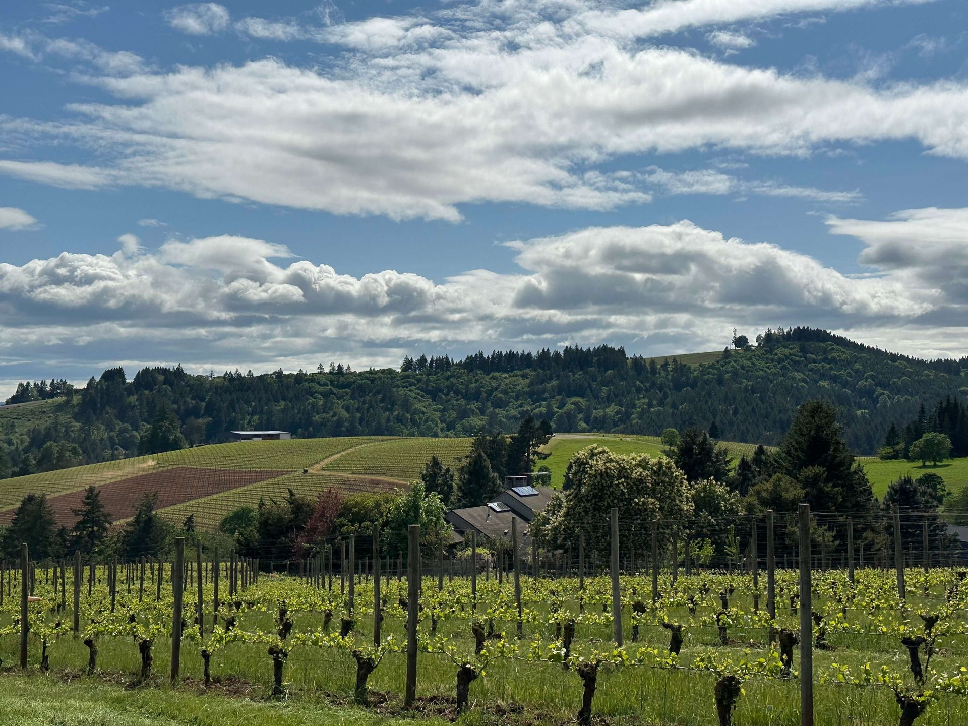 A group of six friends enjoying wine tasting at a scenic vineyard in the Willamette Valley during a private wine tour from Portland.