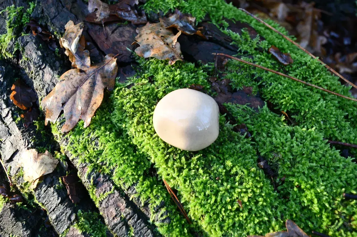 Een kleine zwarte steen ligt op een wit oppervlak