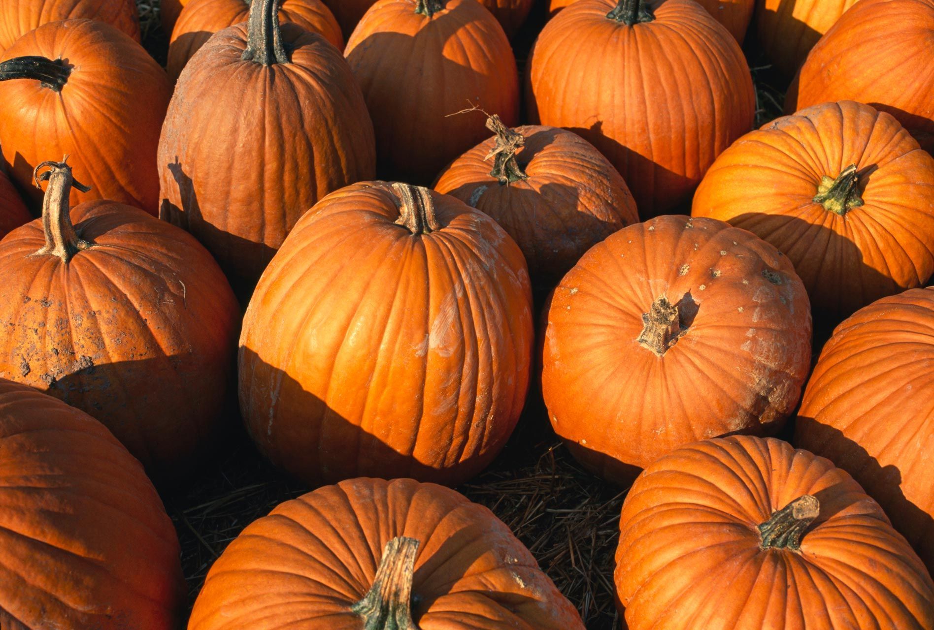 Pumpkins — Edinburg, VA — The Himes Group