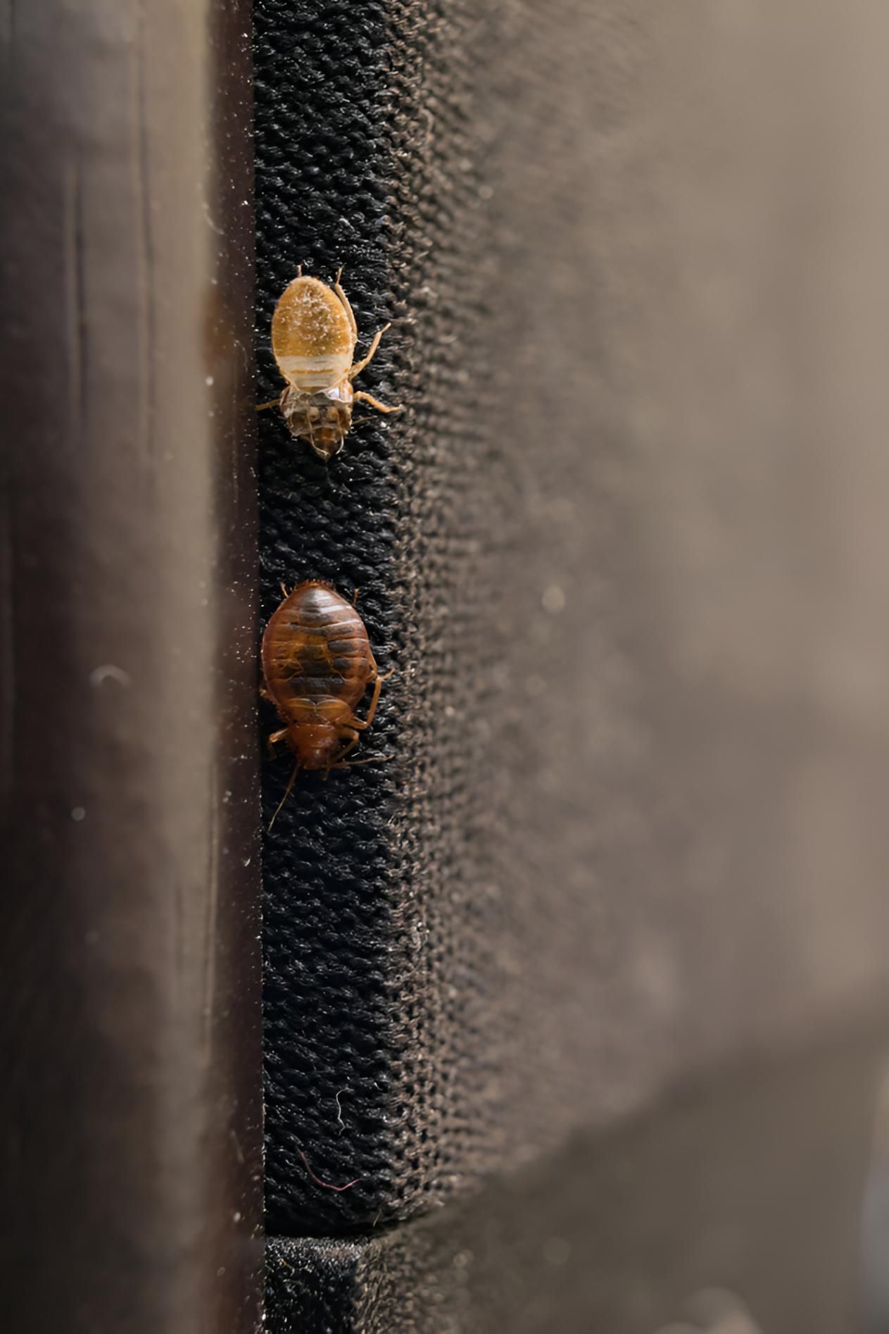 Two Bed Bugs Are Sitting on a Piece of Furniture — Shark Pest Control in Buderim, QLD
