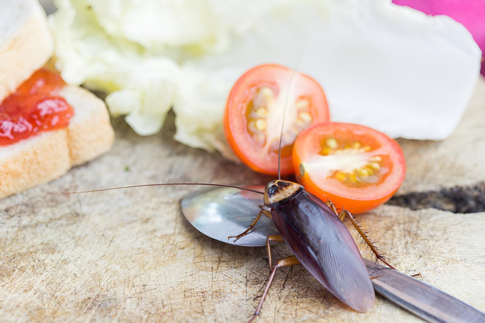 Cockroach is Sitting on a Spoon — Shark Pest Control in Peregian Beach, QLD