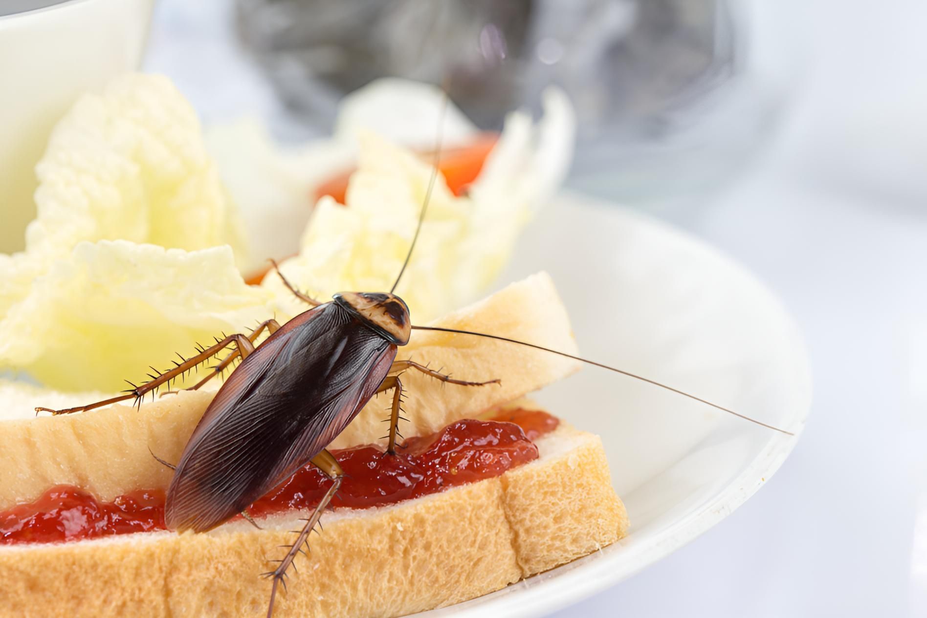 Cockroach is Sitting on a Piece of Bread — Shark Pest Control in Peregian Beach, QLD