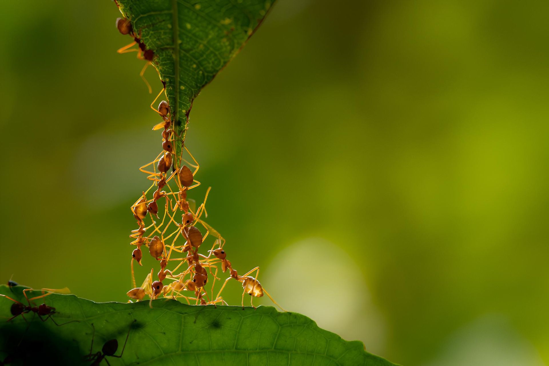 Group of Ants Are Standing on Top of a Green Leaf — Shark Pest Control in Coolum, QLD