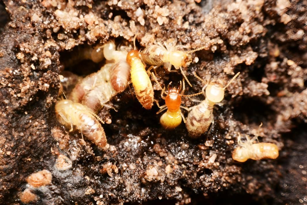 Group of Termites Are Crawling on a Pile of Dirt — Shark Pest Control in Coolum, QLD