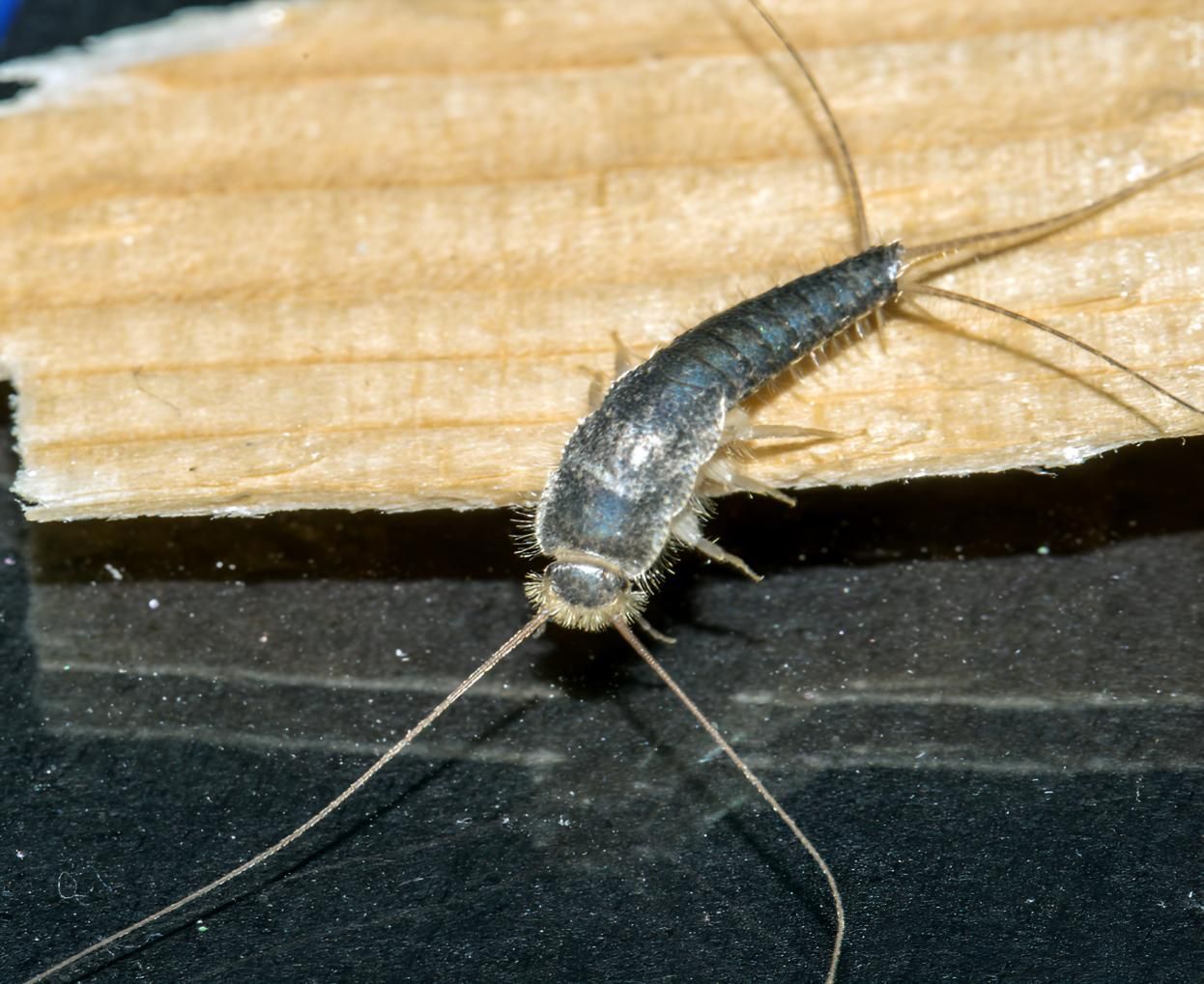 Close Up of a Silverfish on a Piece of Wood — Shark Pest Control in Peregian Beach, QLD