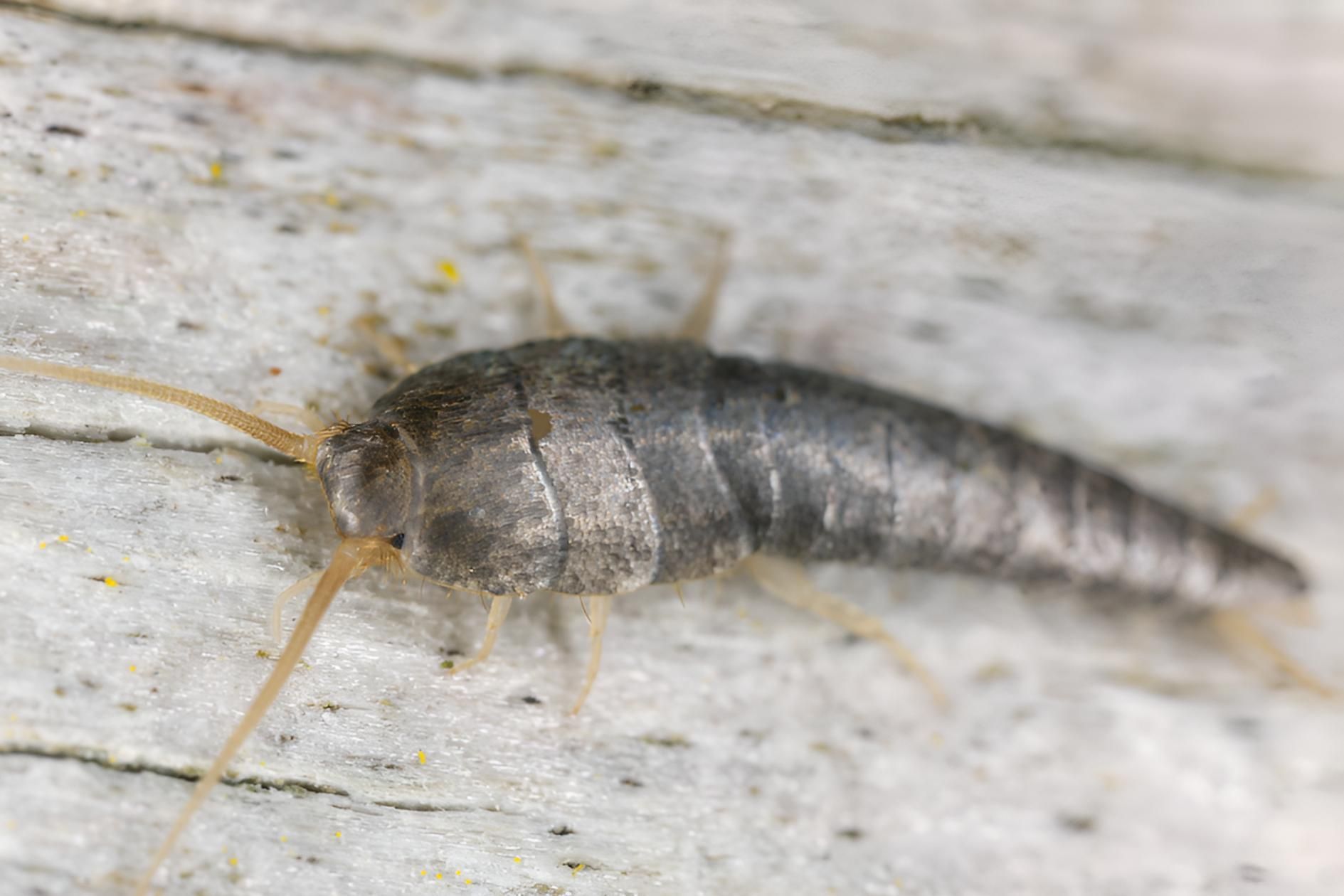 Silverfish is Crawling on a Piece of Wood — Shark Pest Control in Noosa, QLD
