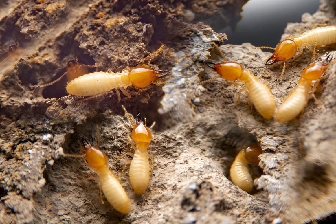Group of Termites Are Crawling on a Piece of Wood — Shark Pest Control in Maroochydore, QLD
