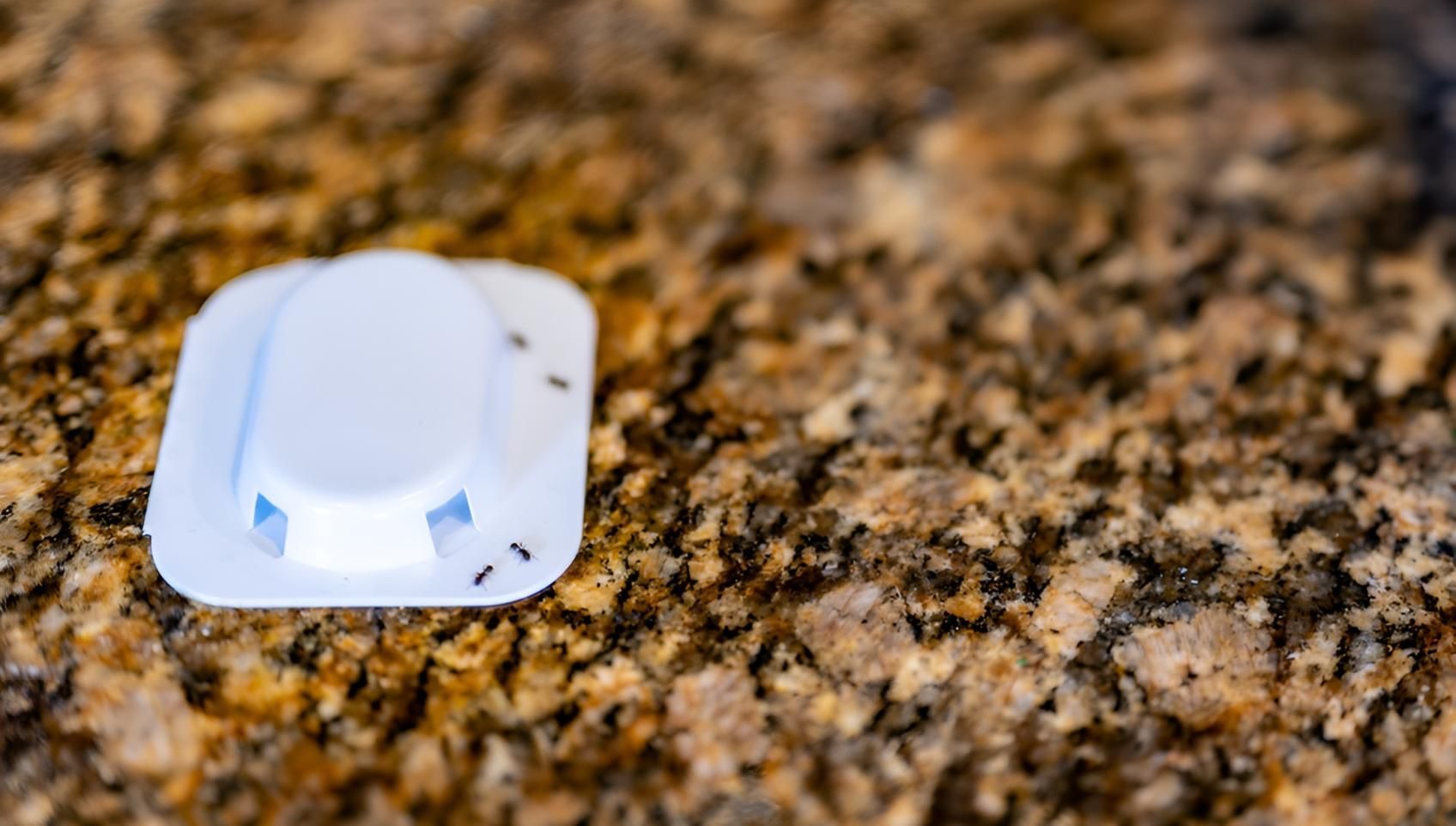 Ant Trap on Sink — Shark Pest Control in Maroochydore, QLD