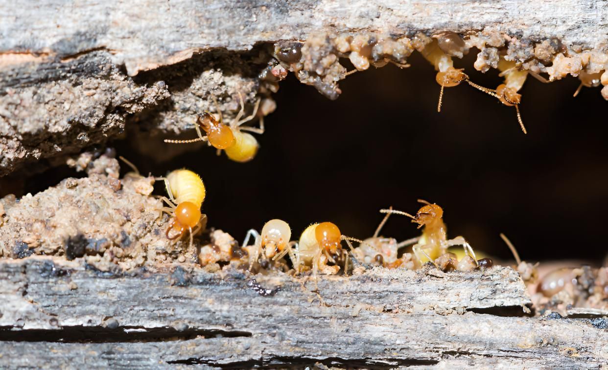Group of Termites Are Crawling on a Piece of Wood — Shark Pest Control in Peregian Beach, QLD