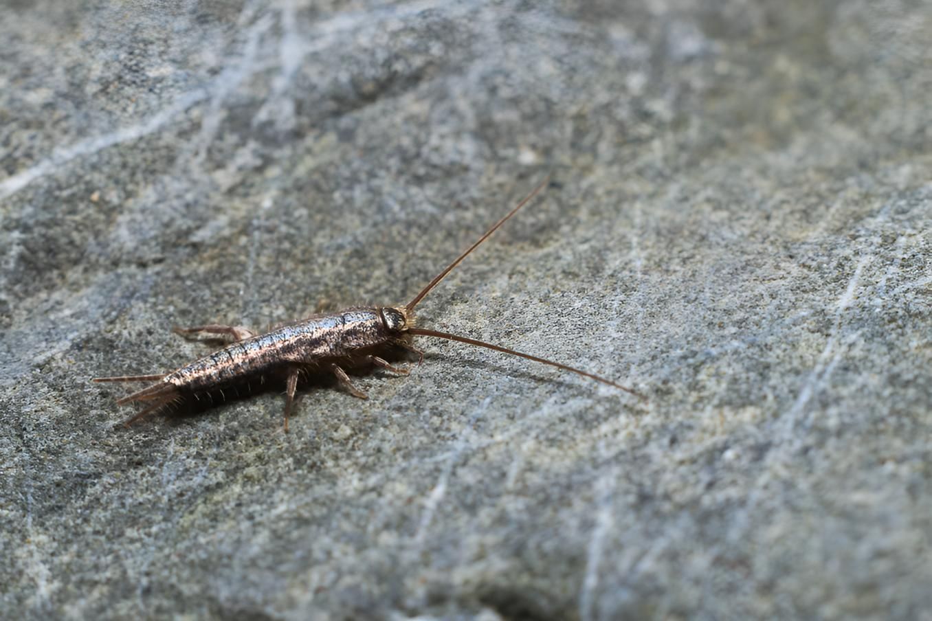 Close Up of a Silverfish Crawling on a Rock — Shark Pest Control in Peregian Beach, QLD