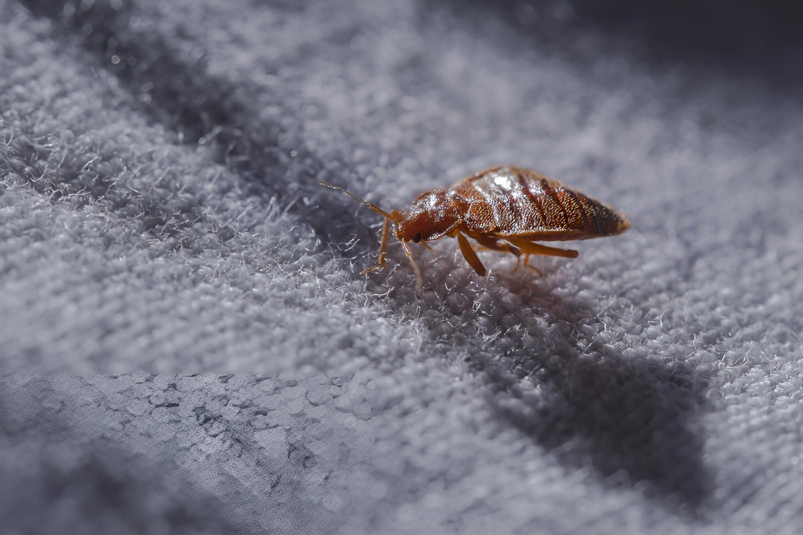 Bed Bug is Crawling on a White Cloth — Shark Pest Control in Peregian Beach, QLD