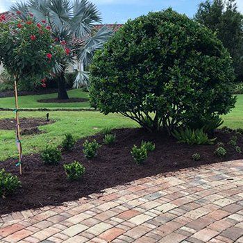 Trimmed Bush — Lakewood Ranch FL — Emerald Green of Bradenton