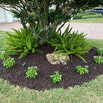 Plants Around A Tree — Lakewood Ranch FL — Emerald Green of Bradenton