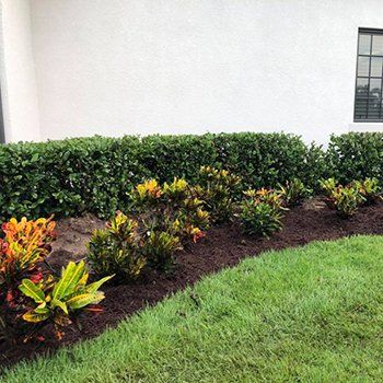 Newly Planted Plants — Lakewood Ranch FL — Emerald Green of Bradenton