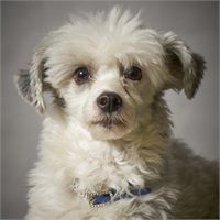 A small white dog with a blue collar is looking at the camera.