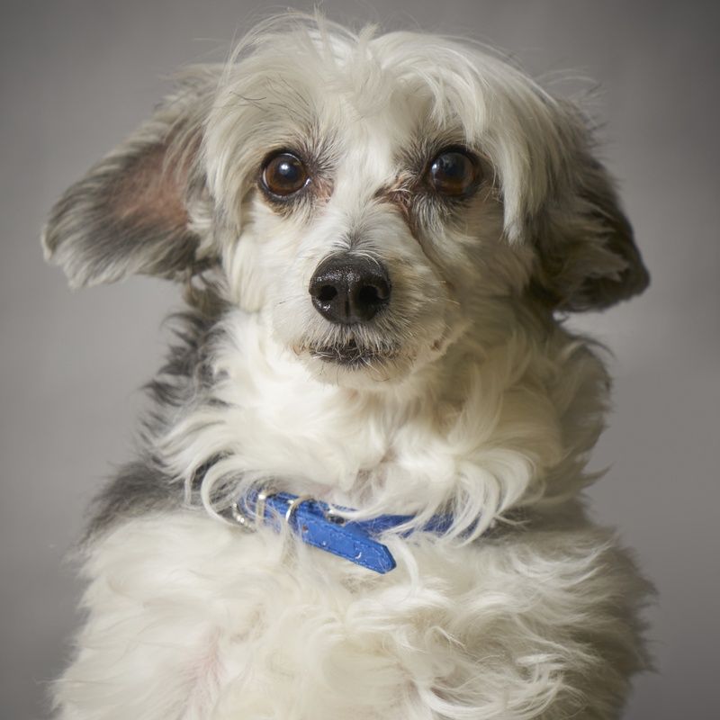 A small white dog with a blue collar is looking at the camera.