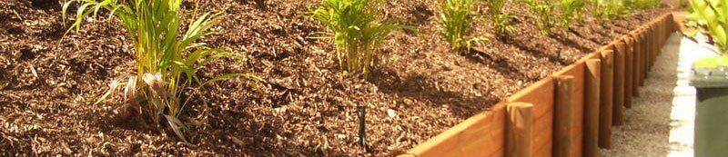 Plants —  Landscaping in Trinity Beach, QLD