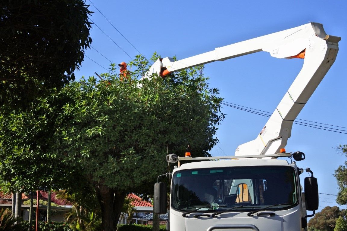 An image of Tree Trimming & Pruning Services in New Brunswick NJ