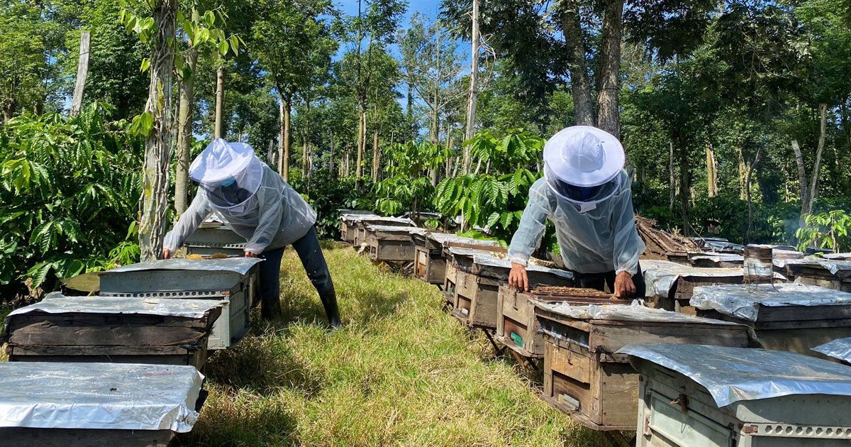 Two beekeepers are working on beehives in a field.