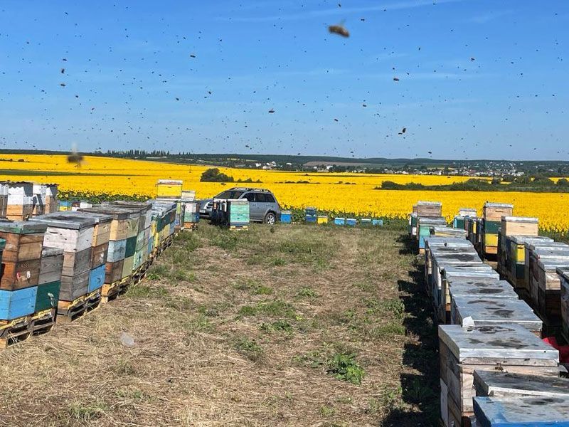 A man in a white shirt is standing in front of a beehive