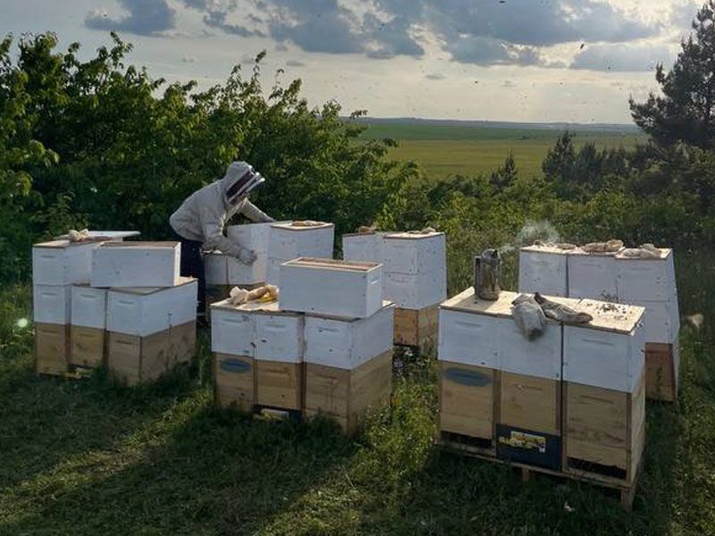 A beekeeper is working on a beehive in a field.