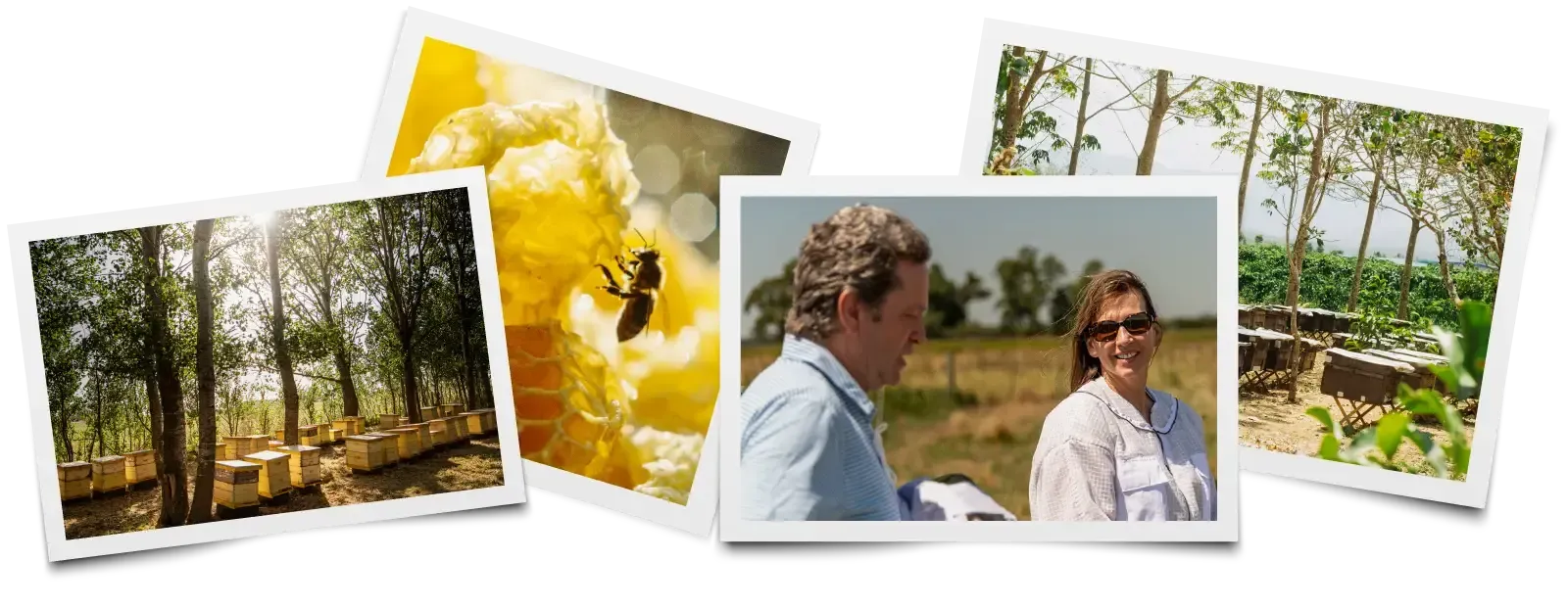 A bunch of pictures of people and bees on a white background.