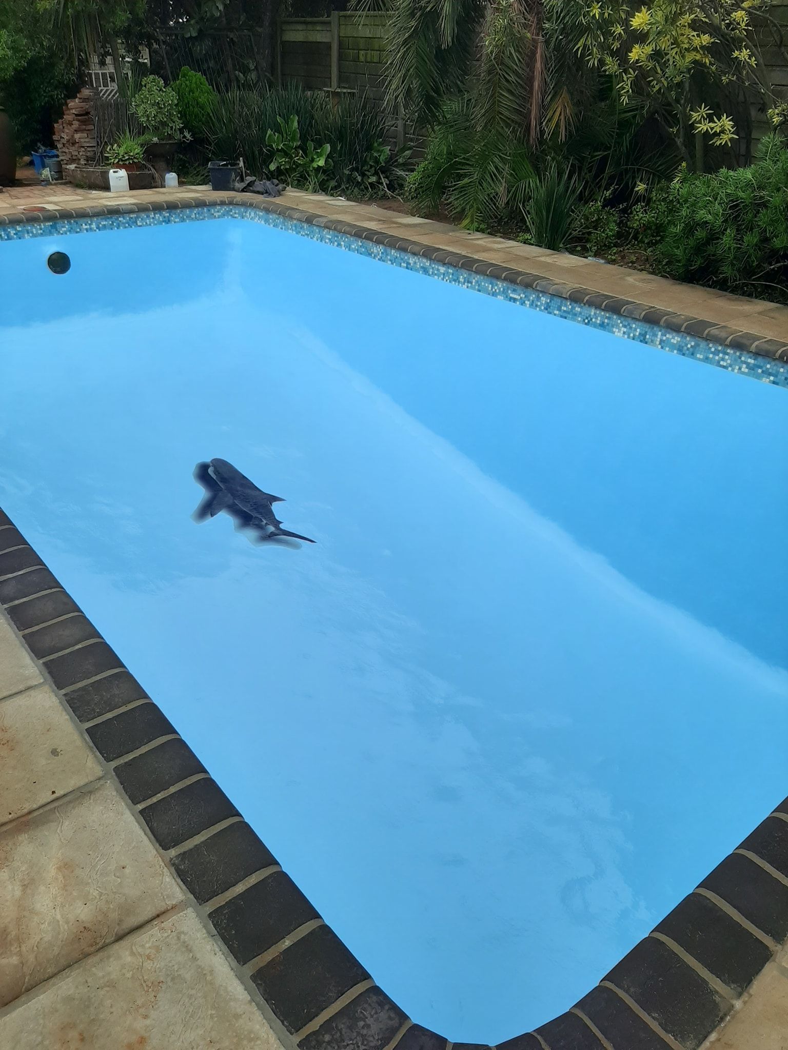 Small black dog swimming in a light-blue pool beside a stone patio and greenery.