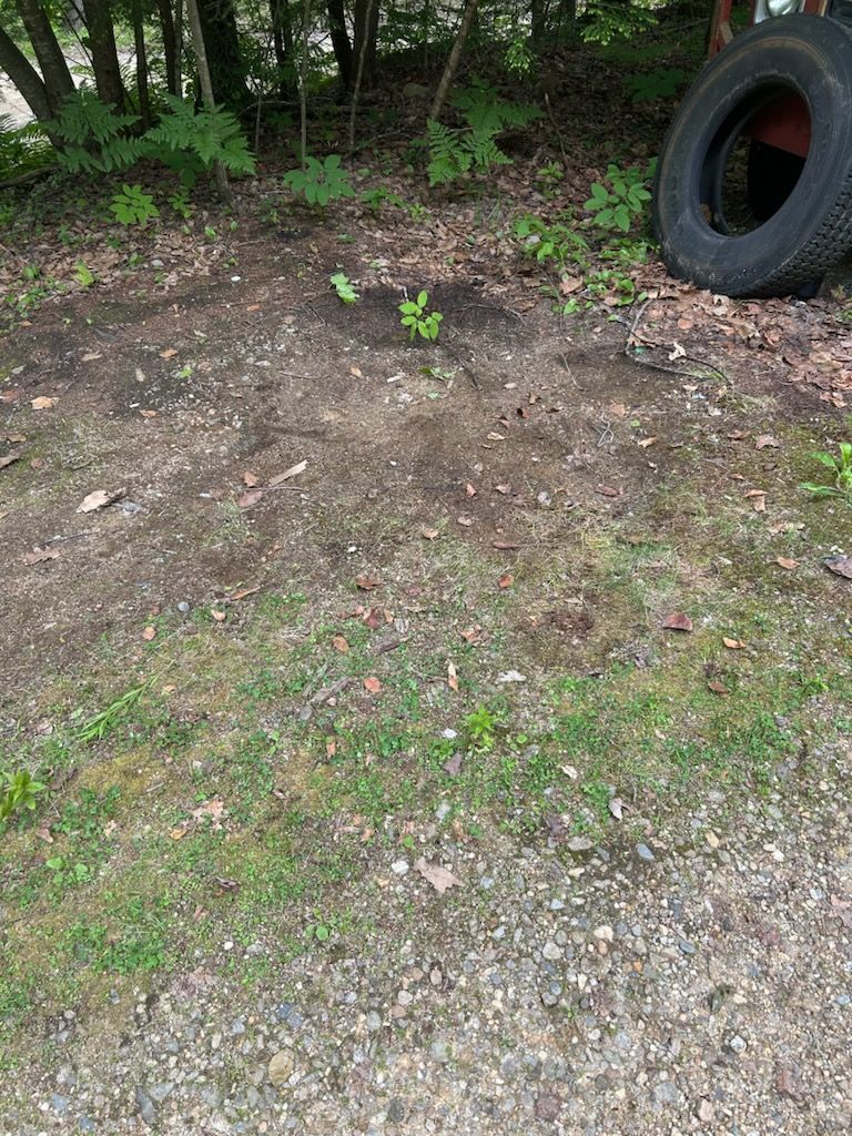 Dirt area with sparse grass, near a forest edge and tire.