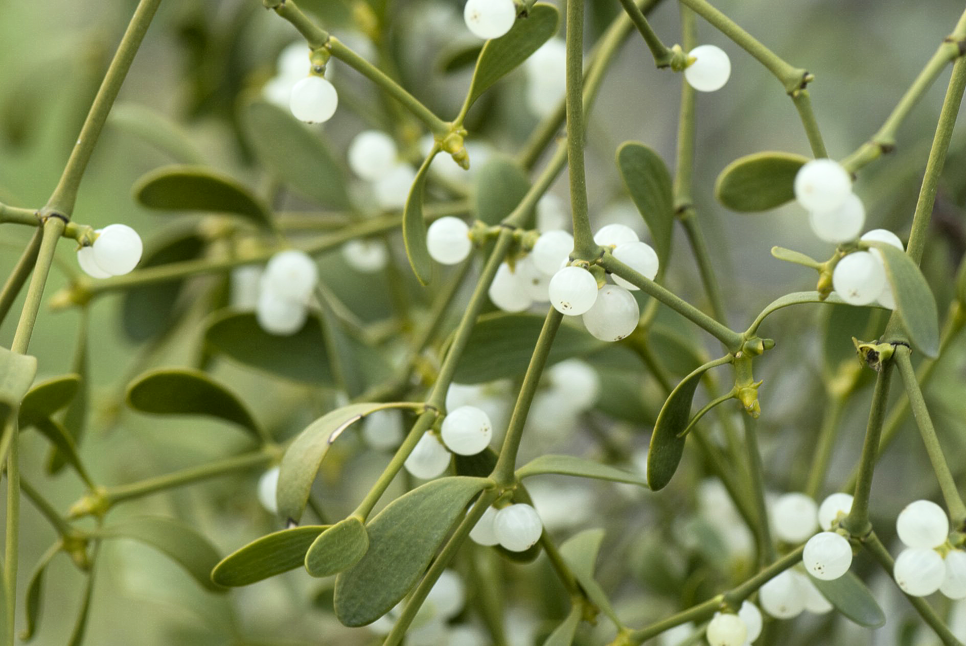 maretak mistletoe kopen