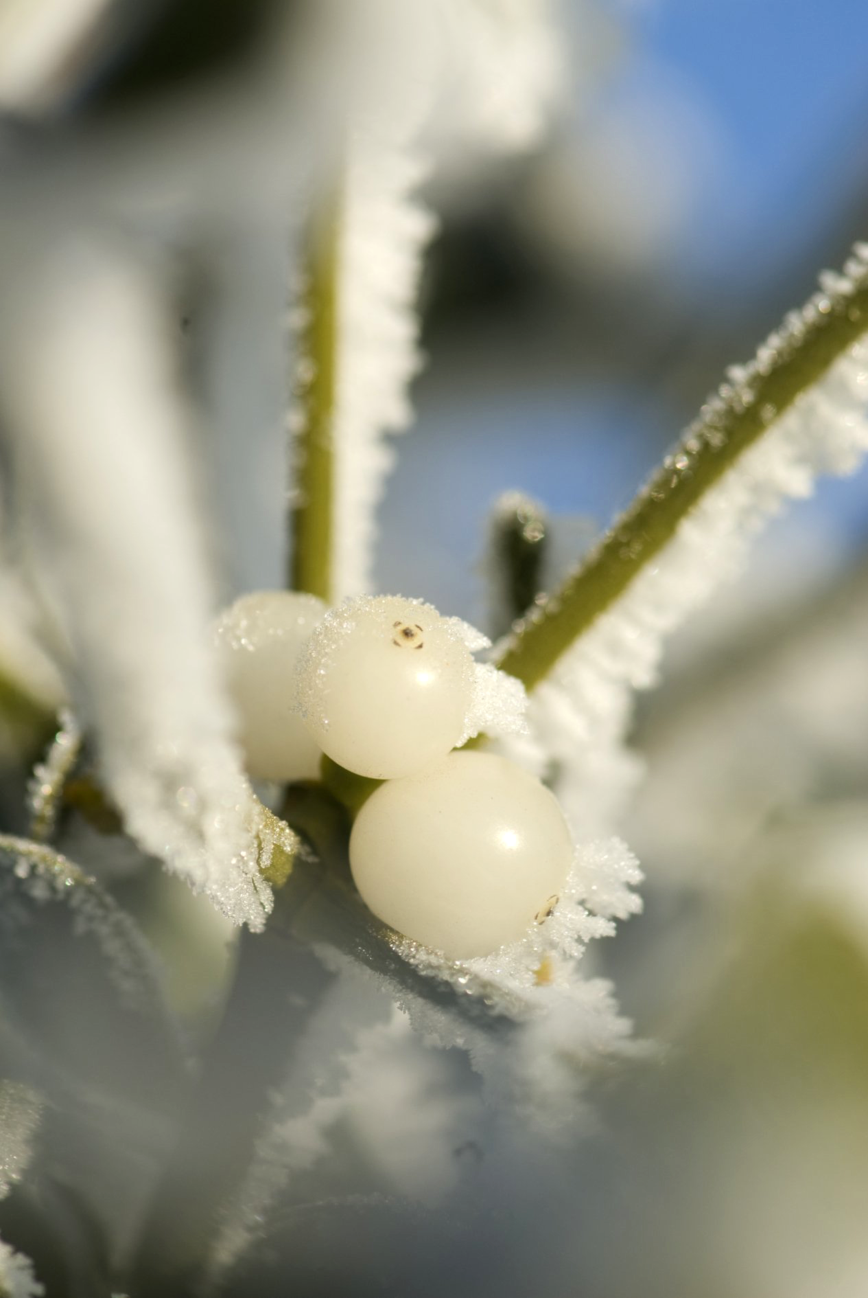 maretak in de sneeuw