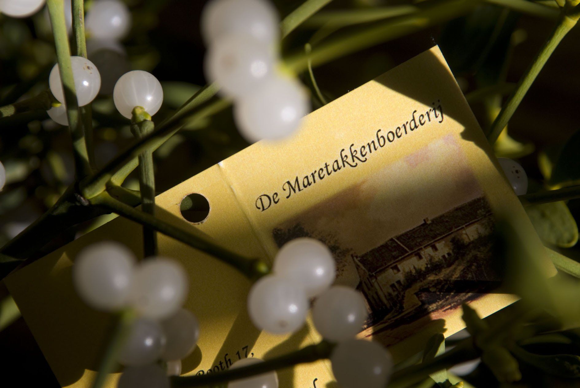 maretakken te koop op de Marentakkenboerderij