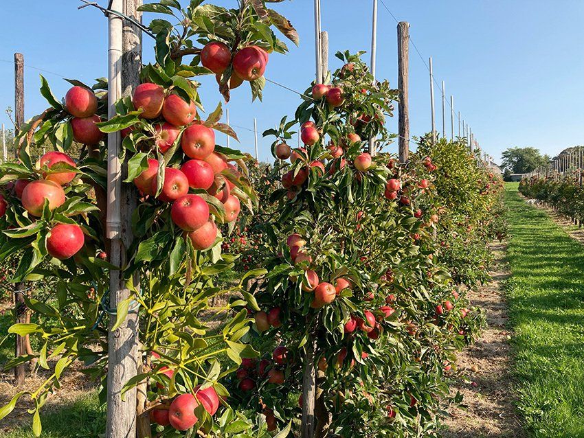 maretak en appels in de boomgaard van de Maretakkenboerderij