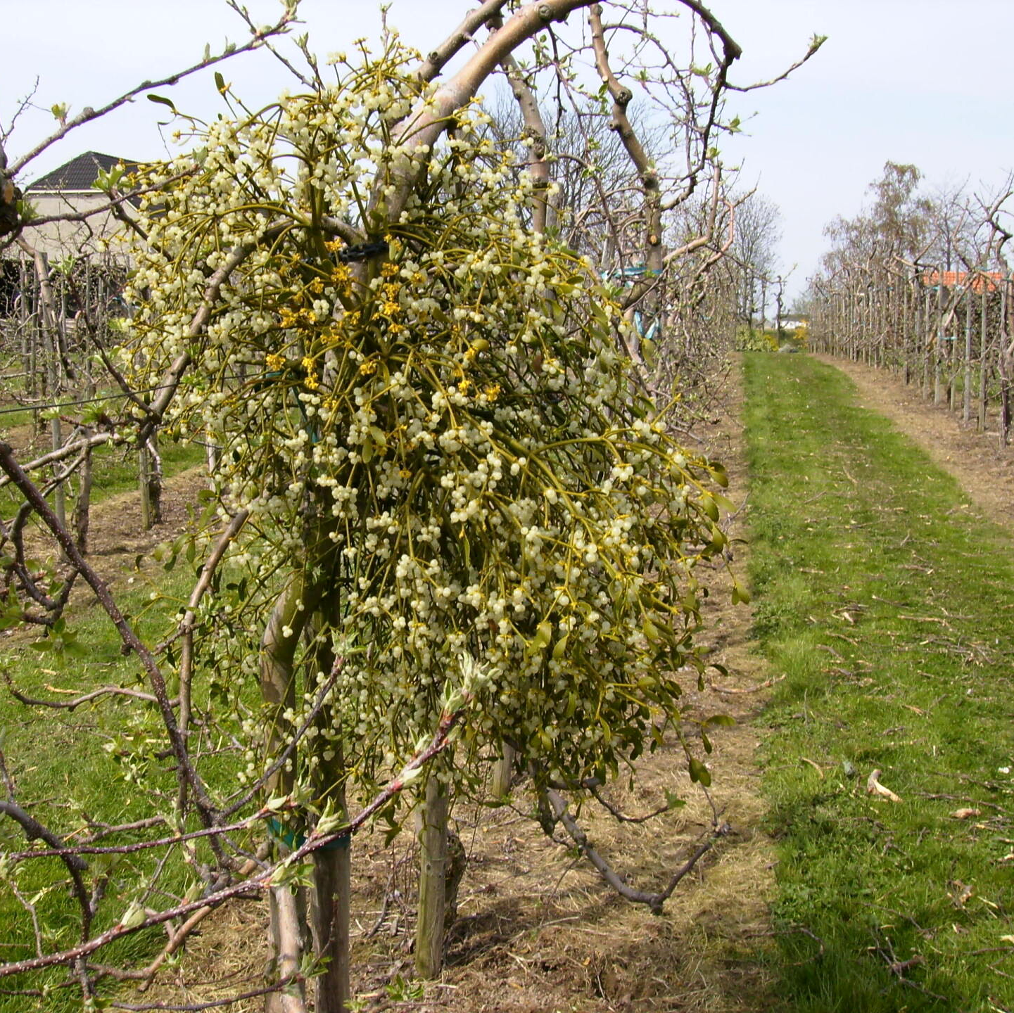maretak op de Maretakkenboerderij