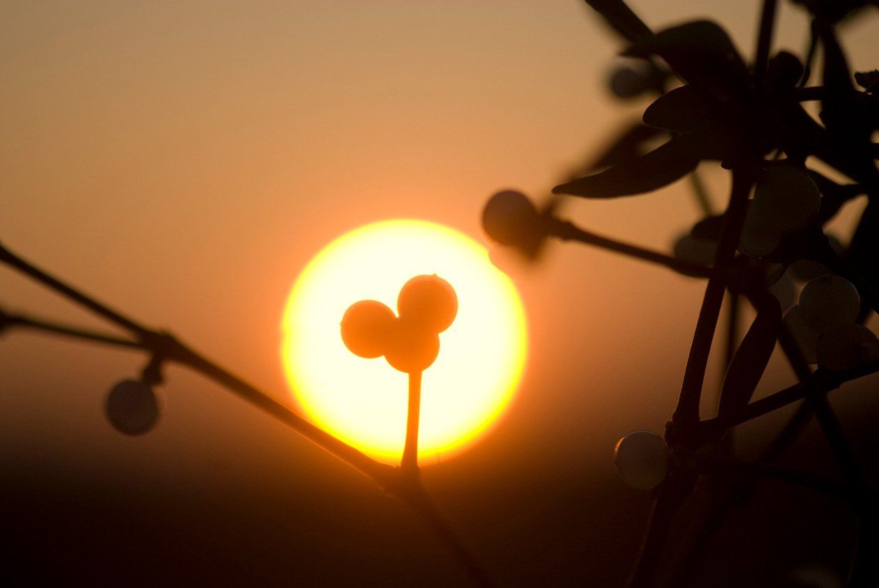 bessen maretak mistletoe