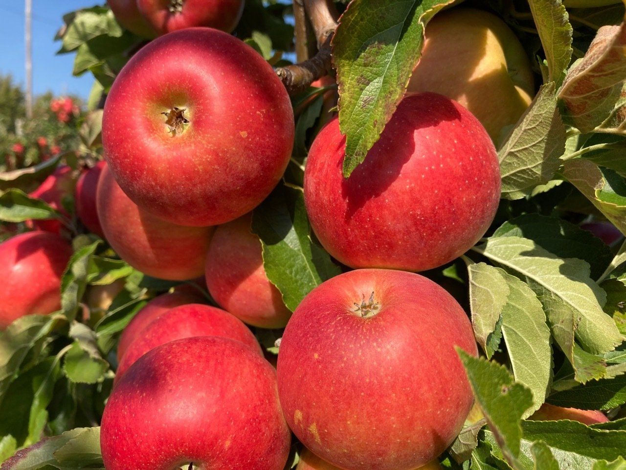 elstar-maretakshop.nl