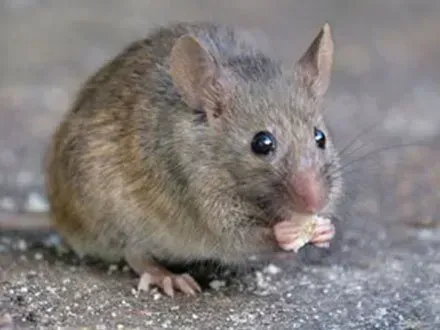 A mouse is eating a piece of food on the ground.