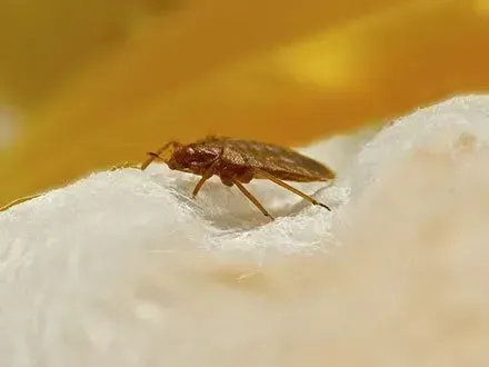 A bed bug is crawling on a piece of paper.