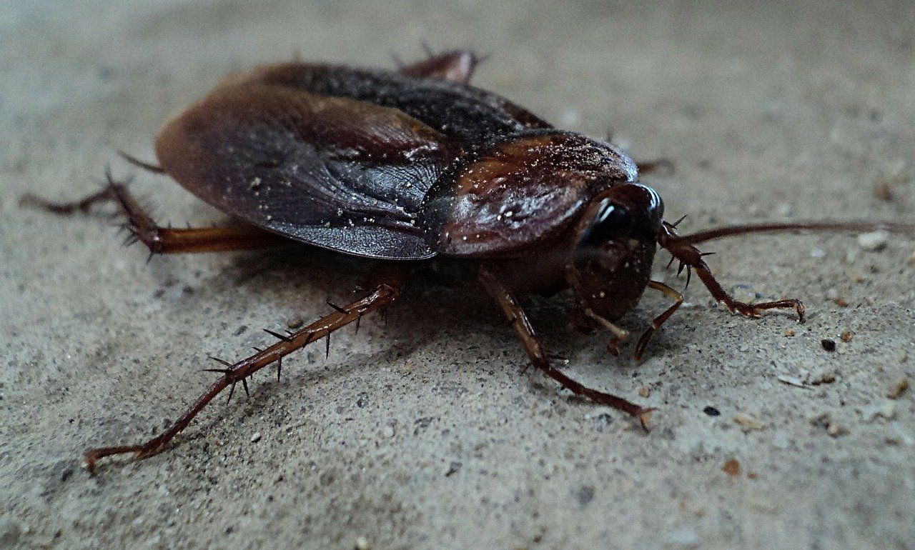 dead cockroach