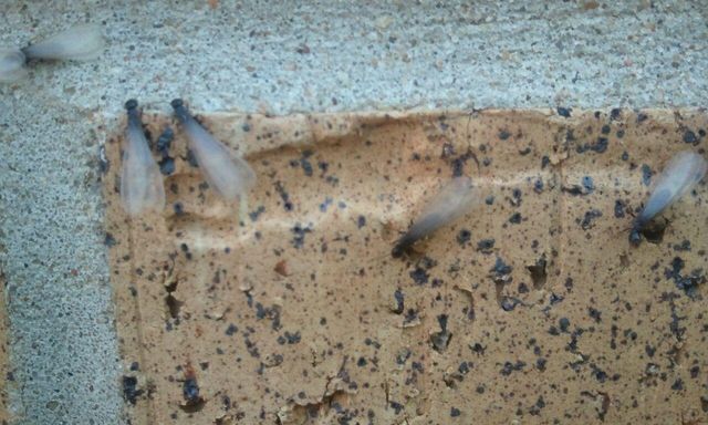 Kansas City Termite Control Services Cole Termite Pest Control