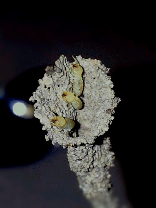 termite larvae