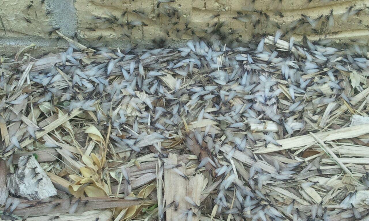 termite swarm