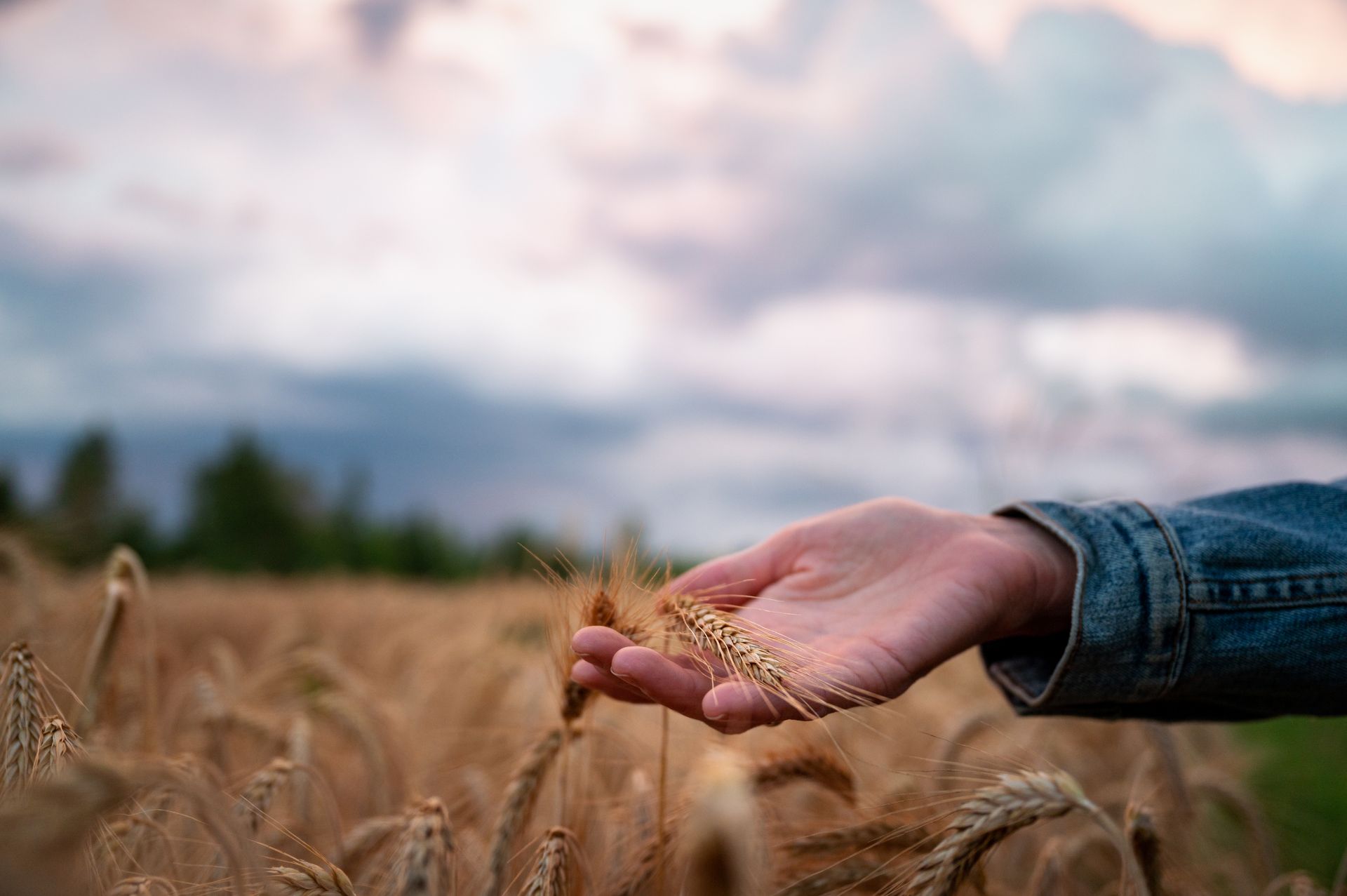 A person is holding a wheat ear in their hand in a field.