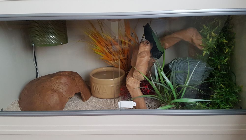 Terrarium with Reptile Accessories, Hide, Water Bowl, Climbing Decor, and Plants — Summerland Aquarium in Wollongbar, NSW