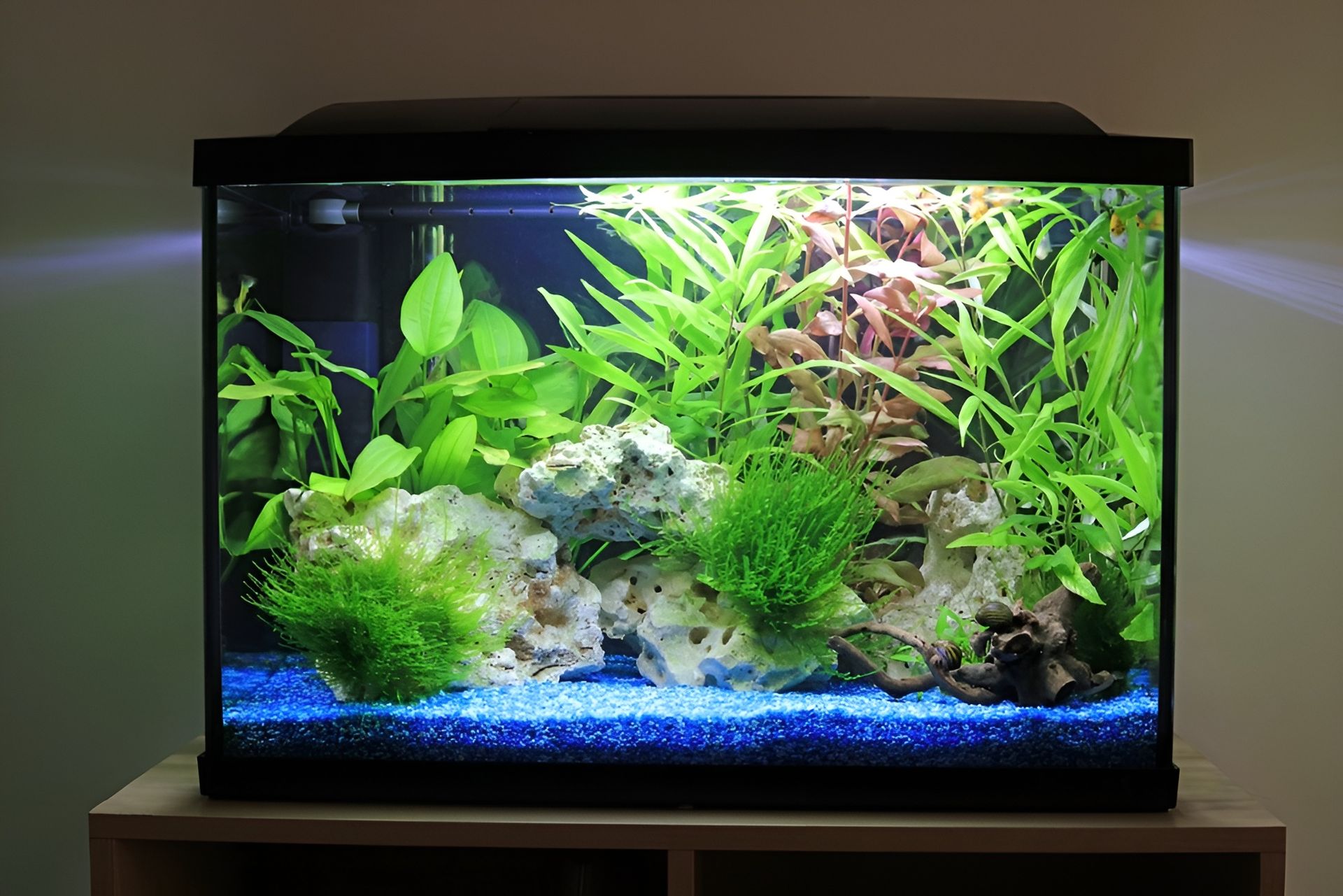 A planted aquarium with blue gravel, rocks, and bright green plants, lit from above.
