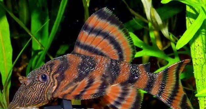 A tan and black striped pleco fish with a large dorsal fin, near green plants.
