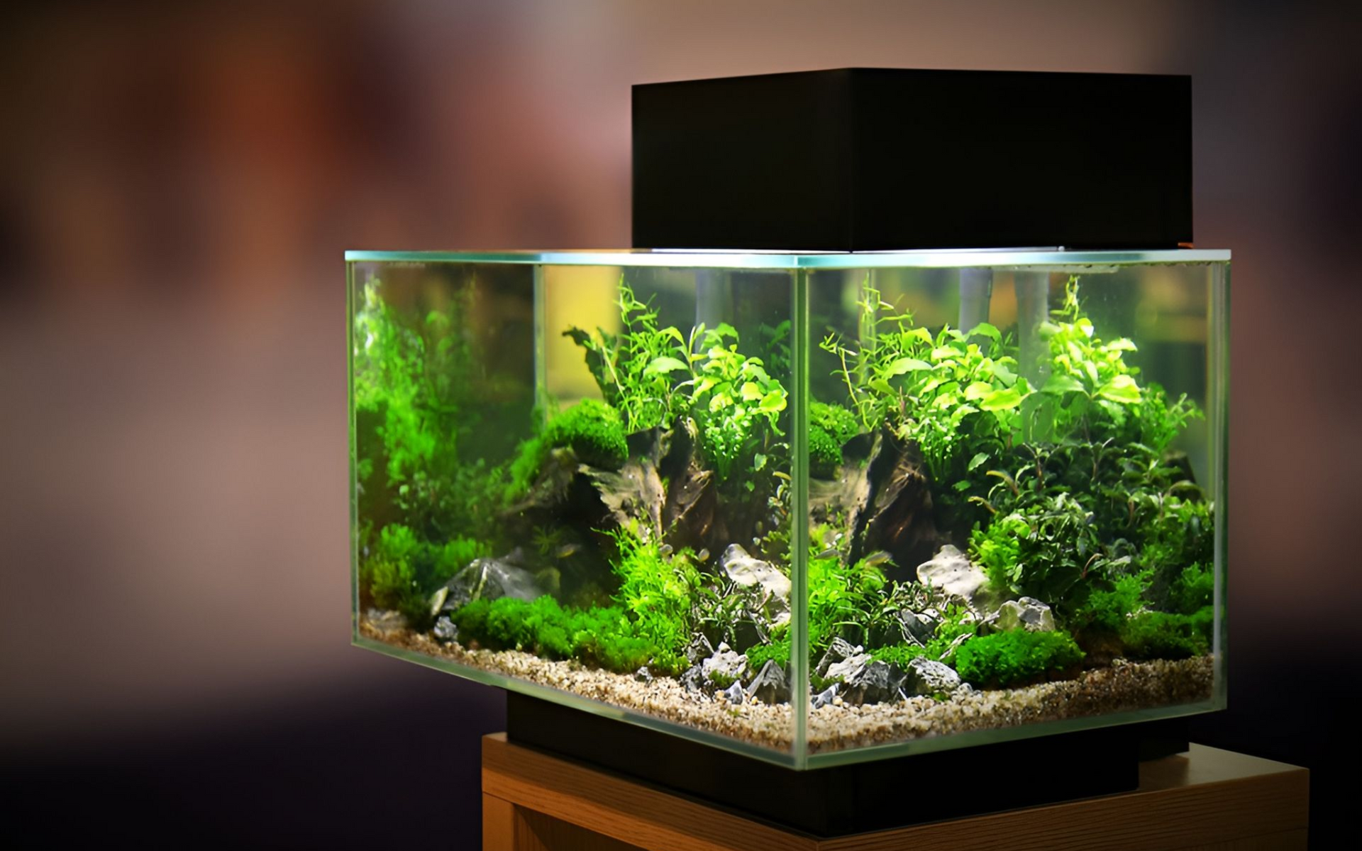 A rectangular glass aquarium with lush green plants and rocks, with a black filter on top.