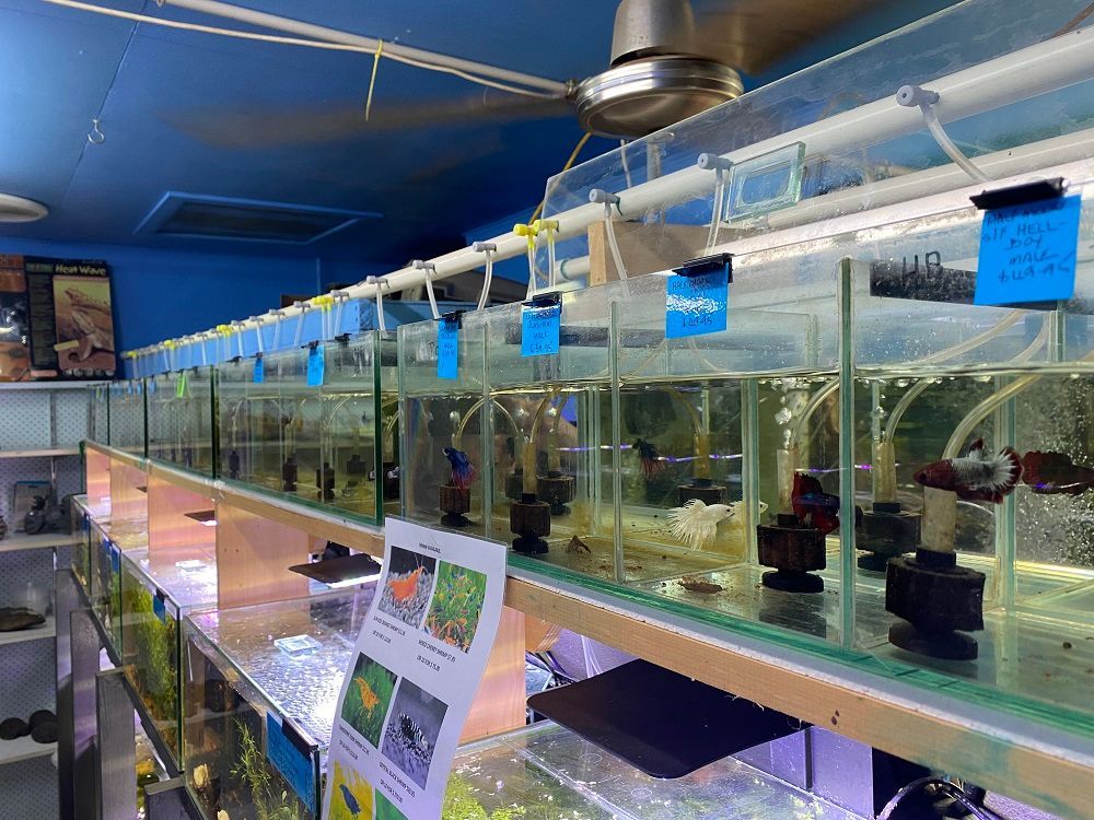 A long row of individual fish tanks in a store, each with a blue price tag.