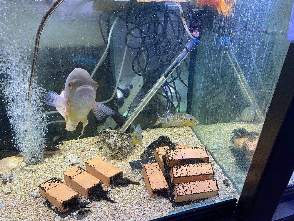 Large aquarium with several fish, including a pale Oscar, and ceramic structures.