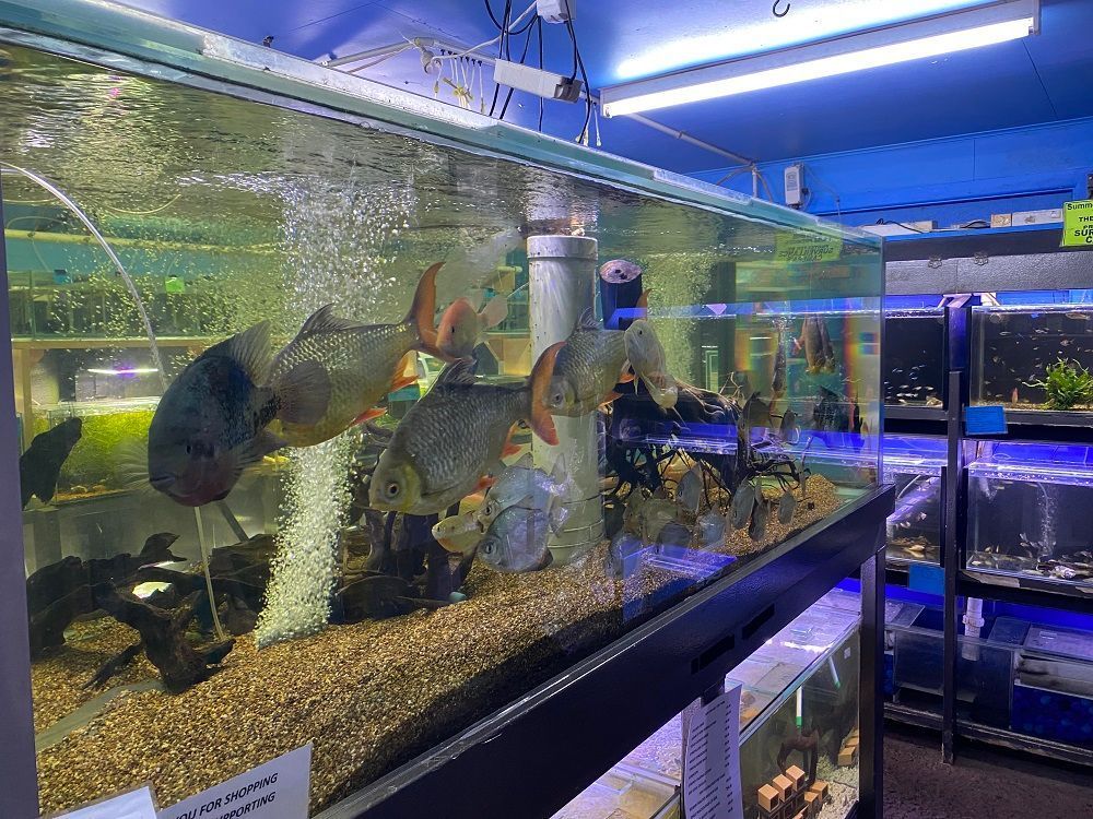 Fish tank with large fish and bubbles, set in a pet store with multiple tanks in the background.