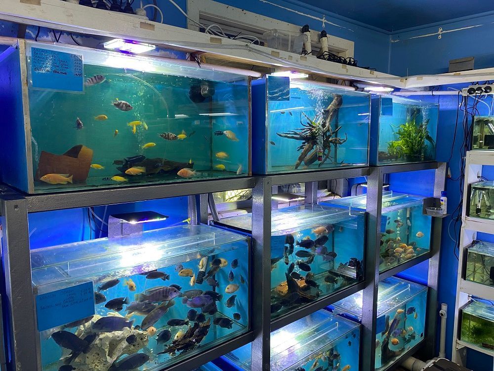 Aquarium store with several rectangular tanks filled with fish and aquatic plants. Tanks are on metal shelving.